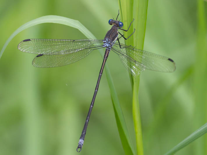 Archilestes grandis (Great Spreadwing) male-2.jpg